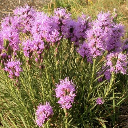 Dotted Blazing Star, Liatris Seeds - Packet image number null